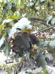 Chiranthodendron