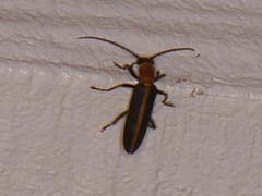 Oxycopis mimetica