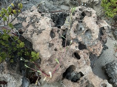 Blutaparon vermiculare