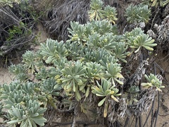 Tournefortia gnaphalodes