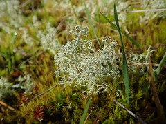 Cladonia arbuscula mitis