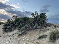 Tournefortia gnaphalodes