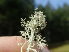 Cladonia arbuscula mitis