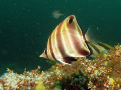 Chelmonops truncatus