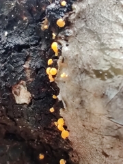 Eustilbum aureum