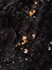 Eustilbum aureum