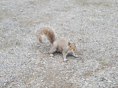 Sciurus carolinensis