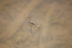Aquarius conformis