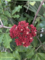 Leea coccinea