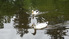 Anas platyrhynchos domesticus