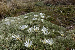Celmisia sessiliflora