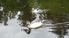 Anas platyrhynchos domesticus