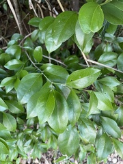 Schaefferia frutescens