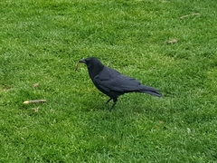 Corvus brachyrhynchos