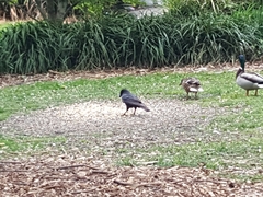 Corvus brachyrhynchos
