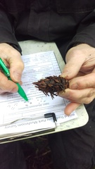 Ciboria rufofusca