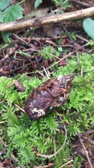 Ciboria rufofusca