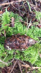 Ciboria rufofusca