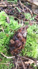 Ciboria rufofusca