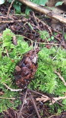 Ciboria rufofusca