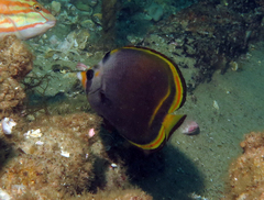 Chaetodon flavirostris