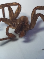 Gradungula sorenseni