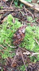Ciboria rufofusca