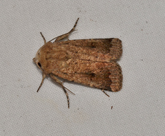 Proteuxoa senta