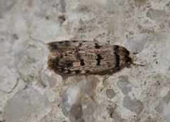 Scatochresis episema