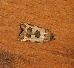 Subfurcatana schematica