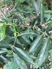 Phaleria macrocarpa