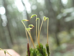 Mnium spinulosum