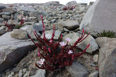 Epilobium porphyrium