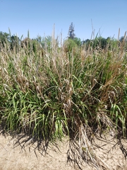 Muhlenbergia gigantea