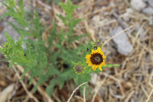 Image of Helianthus laciniatus by (c) Francisco Martínez González, some rights reserved (CC BY-SA)