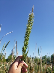 Muhlenbergia gigantea