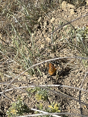 Speyeria callippe comstocki