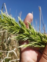Muhlenbergia gigantea