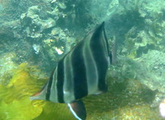 Chelmonops truncatus