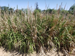 Muhlenbergia gigantea