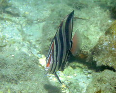 Chelmonops truncatus