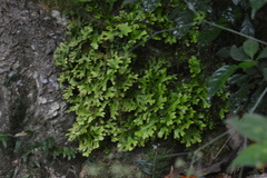 Selaginella doederleinii