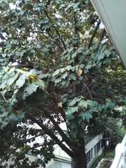 Chiranthodendron