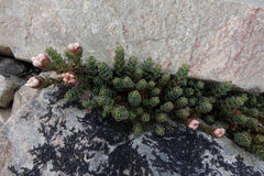 Pimelea traversii traversii