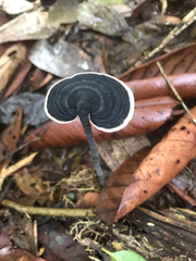 Sanguinoderma rugosum
