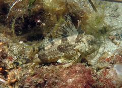 Centropogon australis