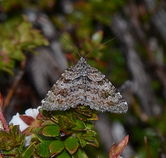 Chrysolarentia bertha