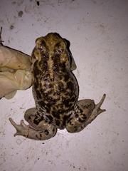 Rhinella limensis