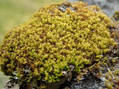 Hymenoloma crispulum