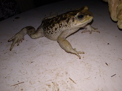Rhinella limensis